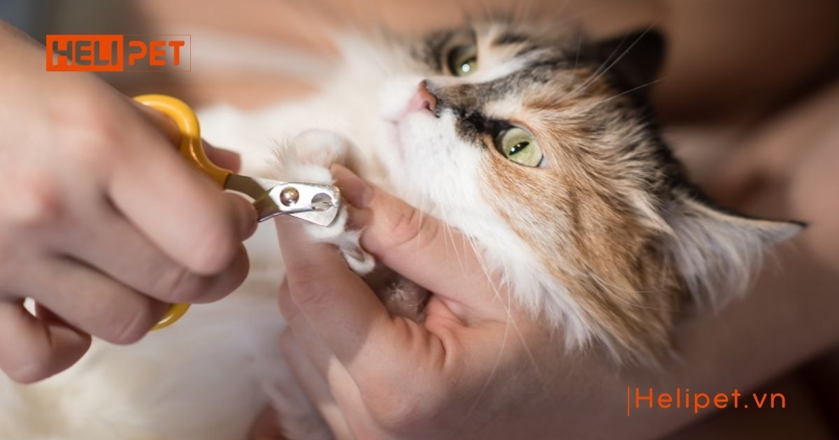 có nên cắt móng cho mèo con không