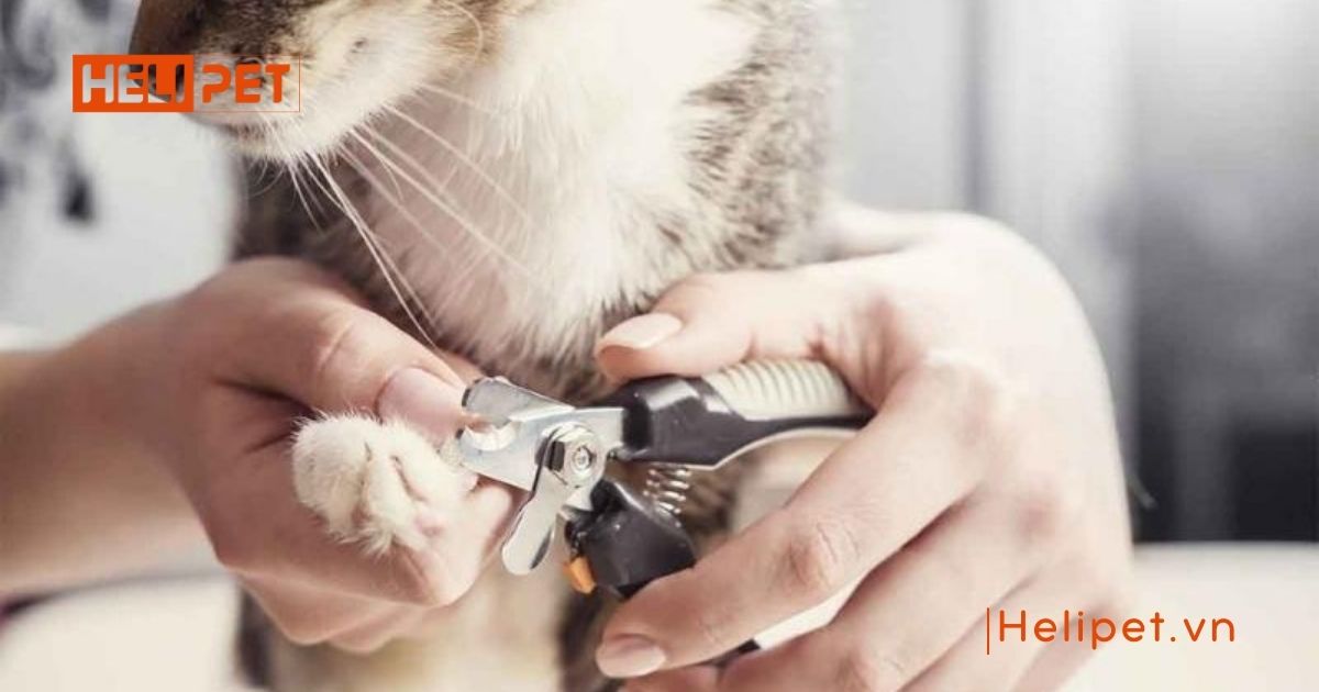 có nên cắt móng cho mèo con không