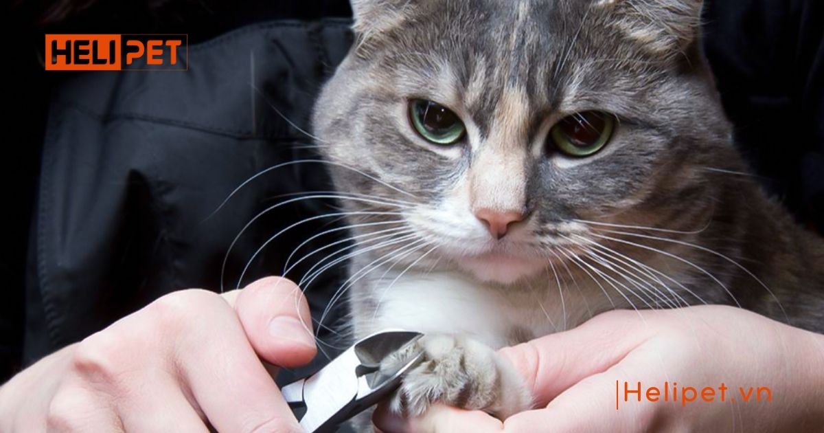 có nên cắt móng cho mèo con không