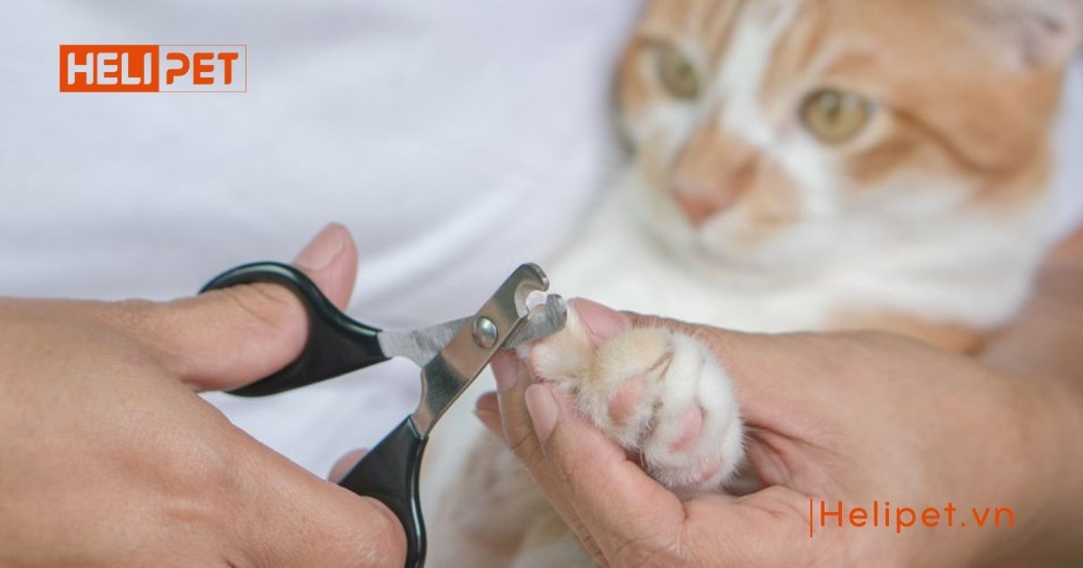 có nên cắt móng cho mèo con không