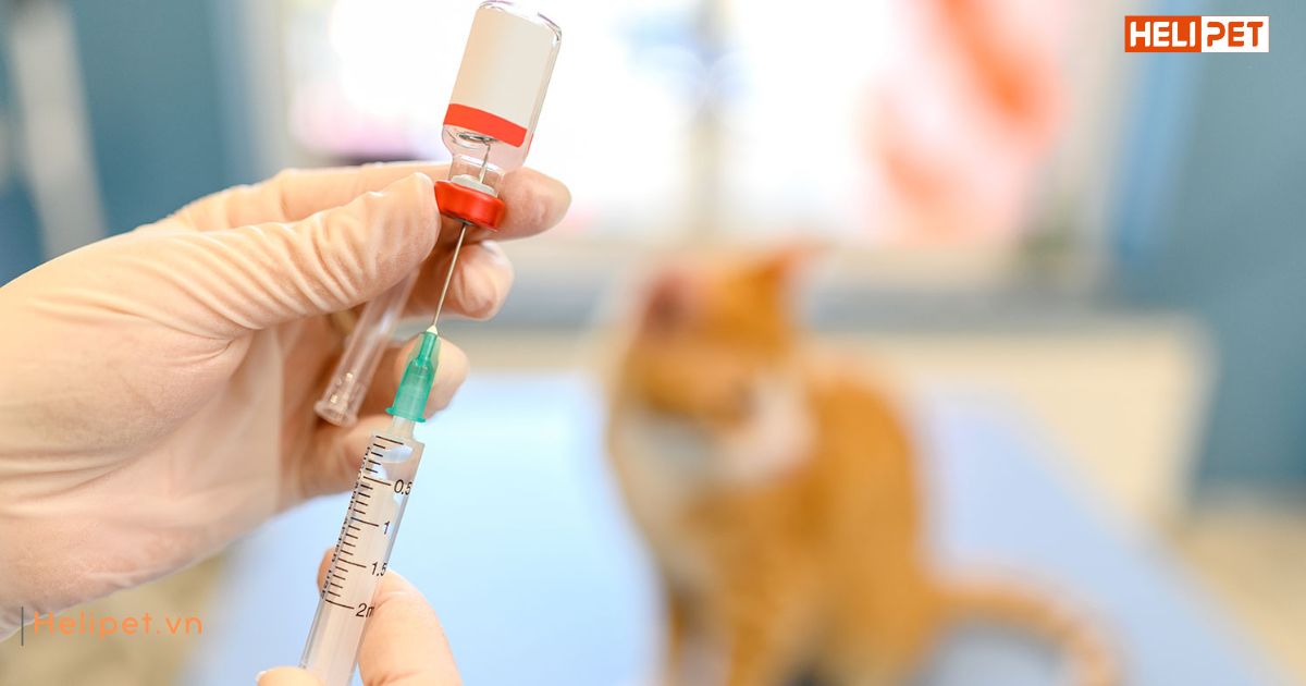 Có nên cho mèo ăn trước khi tiêm phòng không