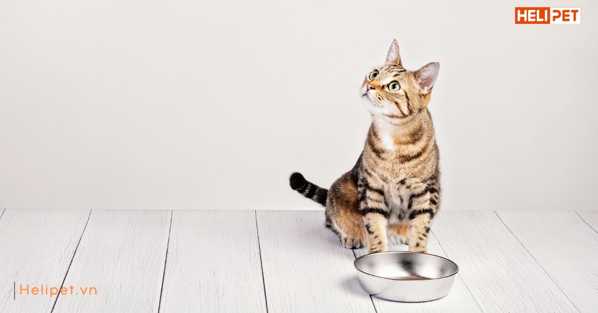 Có nên cho mèo ăn trước khi tiêm phòng không
