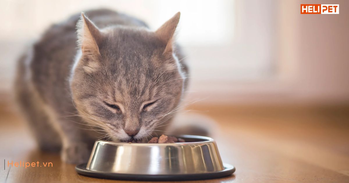 Có nên cho mèo ăn trước khi tiêm phòng không