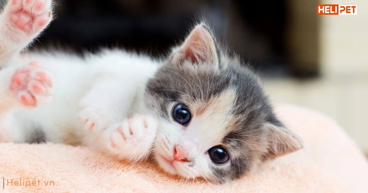 Có nên cho mèo ăn trước khi tiêm phòng không