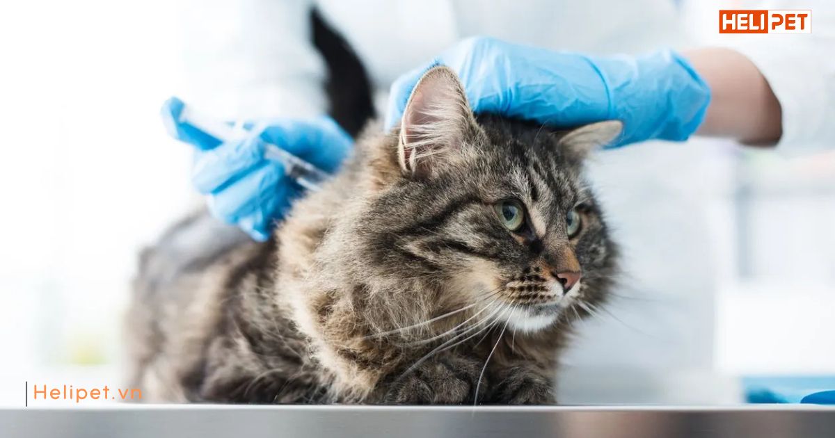 Có nên cho mèo ăn trước khi tiêm phòng không