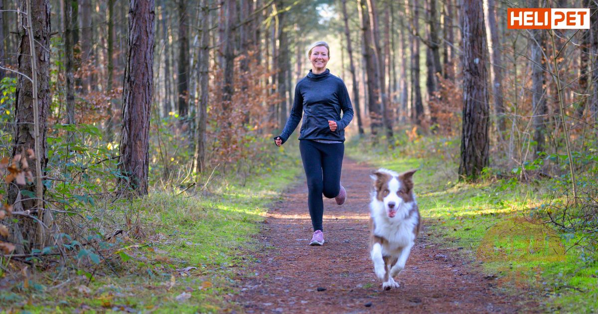 dầu cá cho chó có tác dụng gì