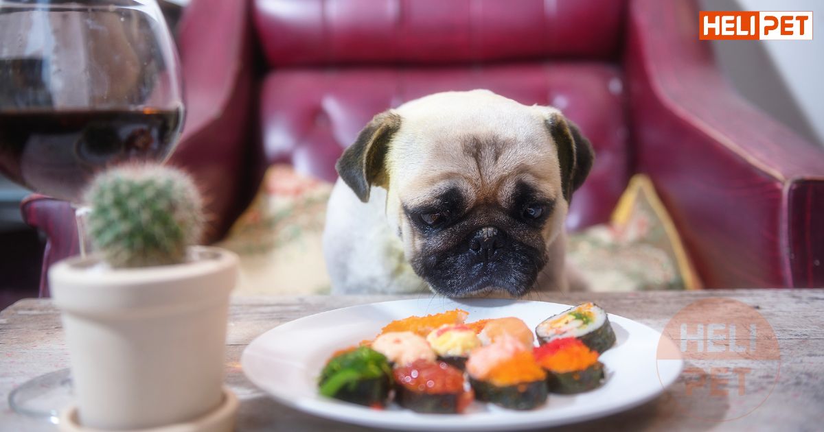 dầu cá cho chó có tác dụng gì