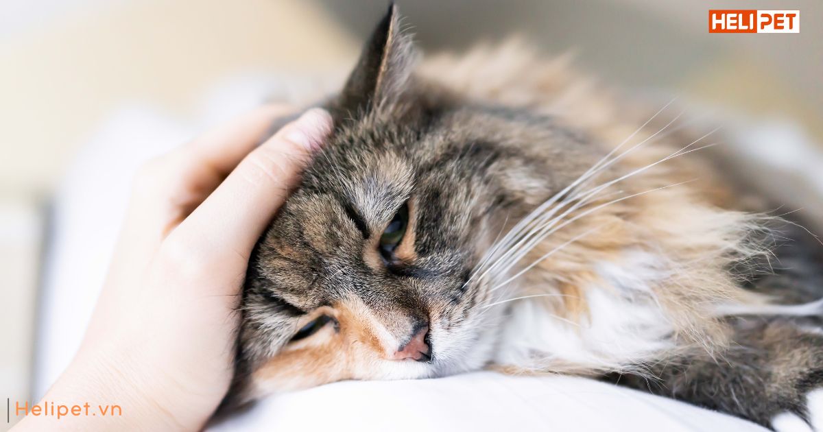 Dấu hiệu mèo bị trầm cảm