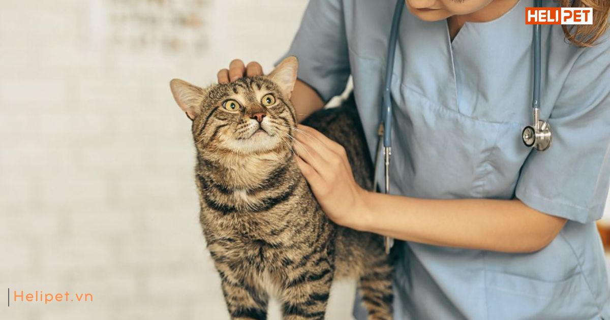 Dấu hiệu mèo bị trầm cảm