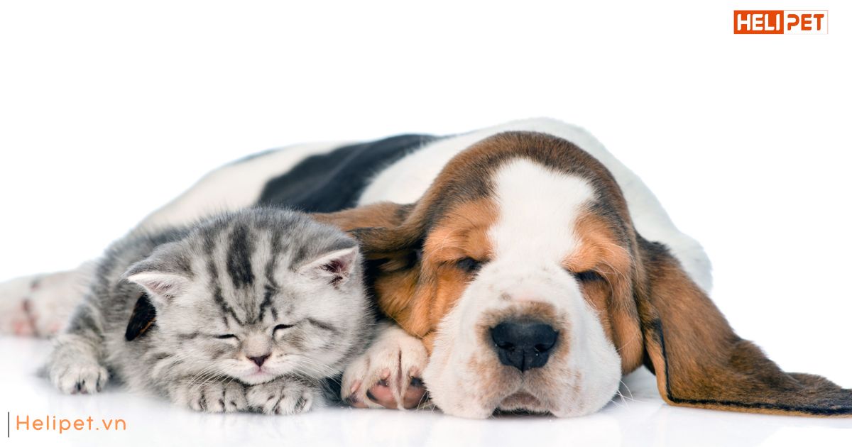 Dấu hiệu mèo bị trầm cảm