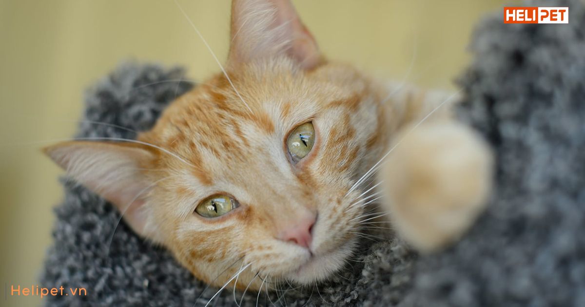 Dấu hiệu mèo bị trầm cảm