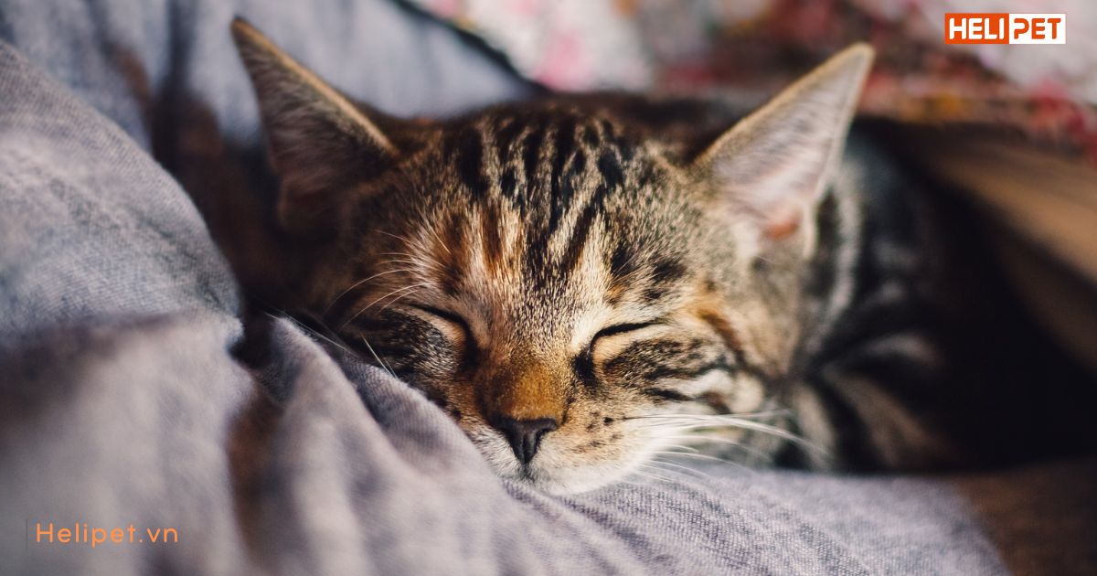 Dấu hiệu mèo bị trầm cảm