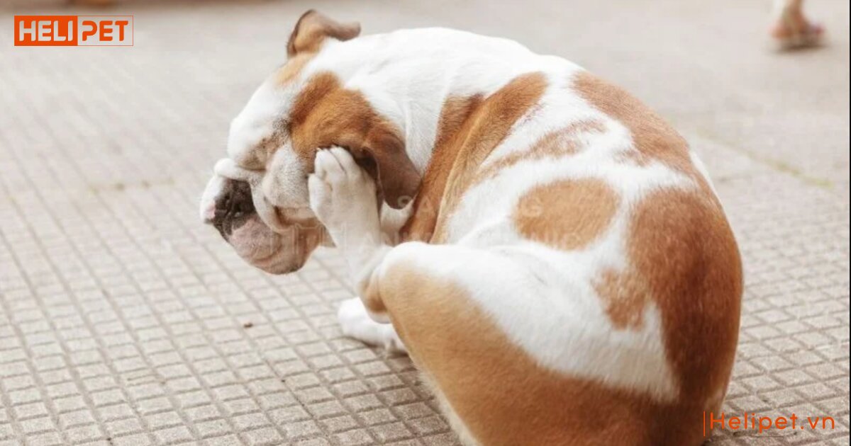 dấu hiệu cho bị viêm tai