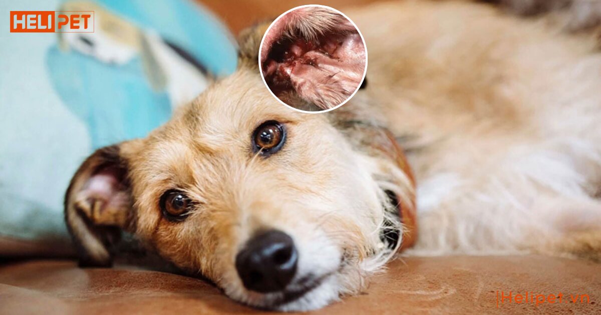 dấu hiệu cho bị viêm tai