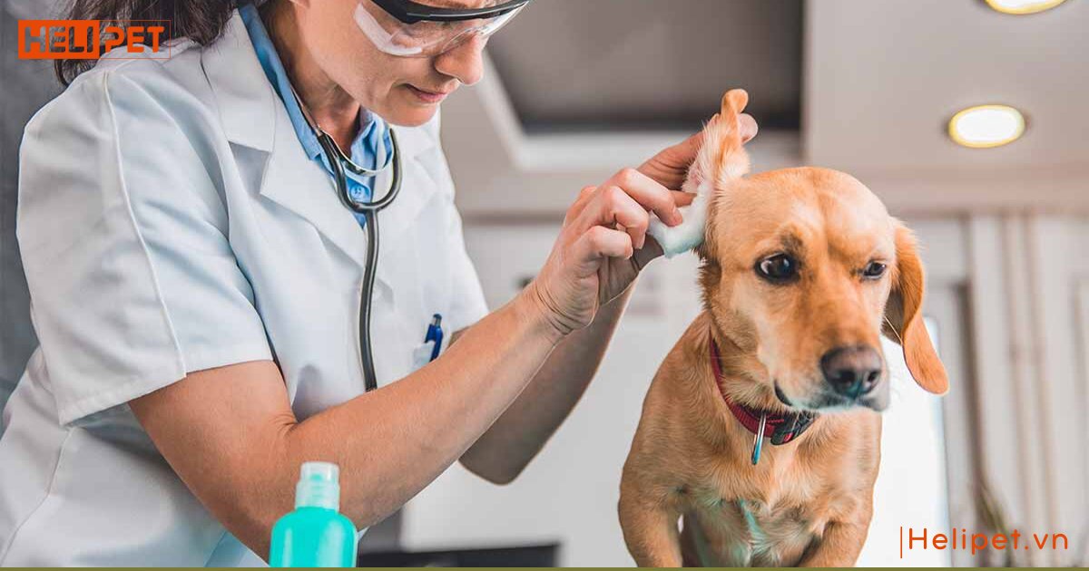 dấu hiệu cho bị viêm tai