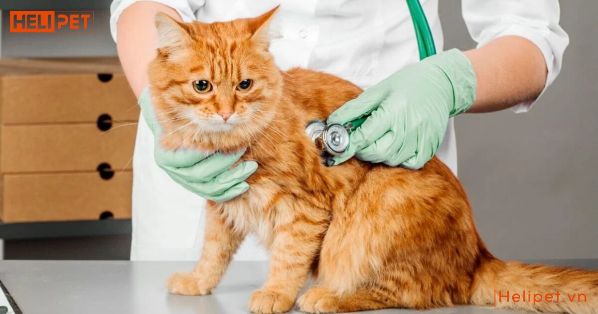 dấu hiệu mèo bị bệnh tim