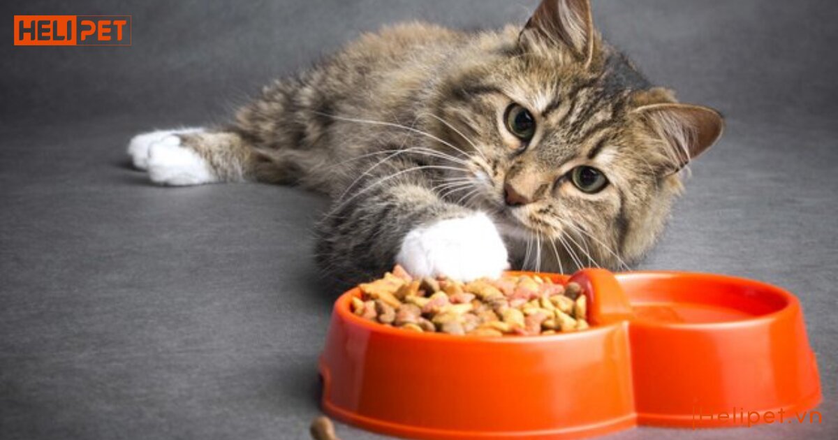 dấu hiệu mèo bị bệnh tim