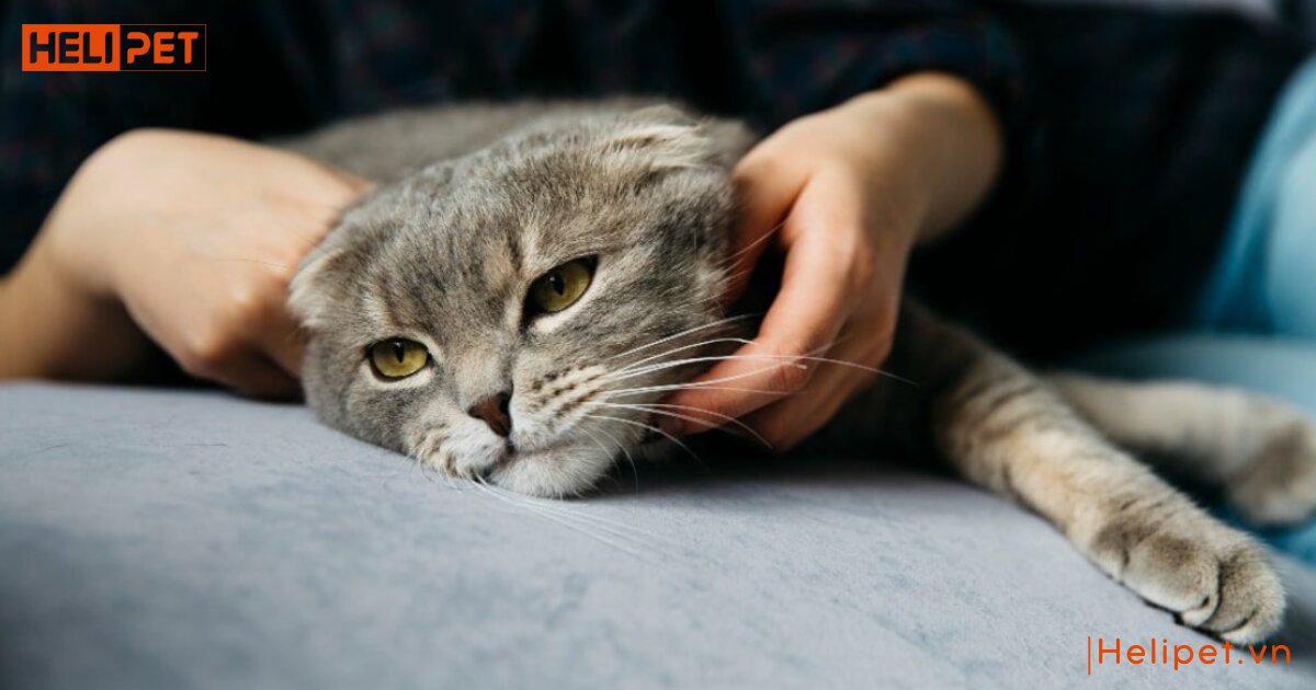 dấu hiệu mèo bị bệnh tim