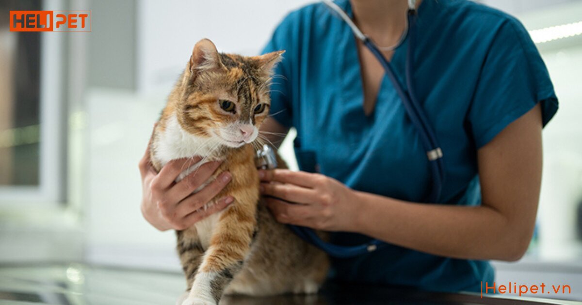dấu hiệu mèo bị bệnh tim