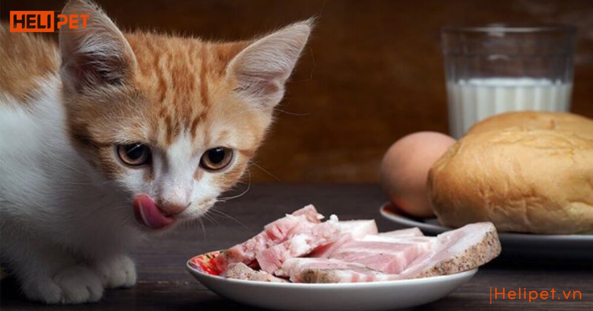 dấu hiệu mèo bị bệnh tim