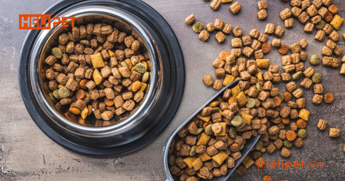 dấu hiệu mèo bị búi lông