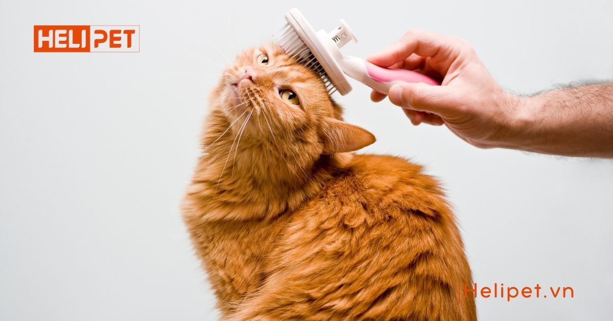 dấu hiệu mèo bị búi lông