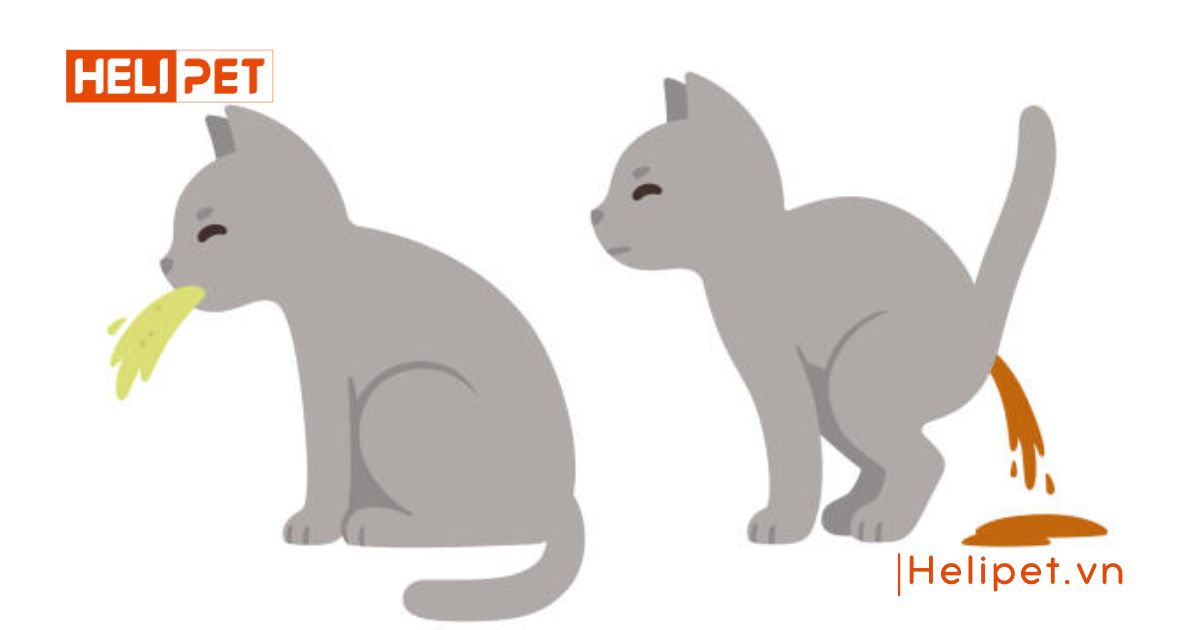 dấu hiệu mèo bị búi lông