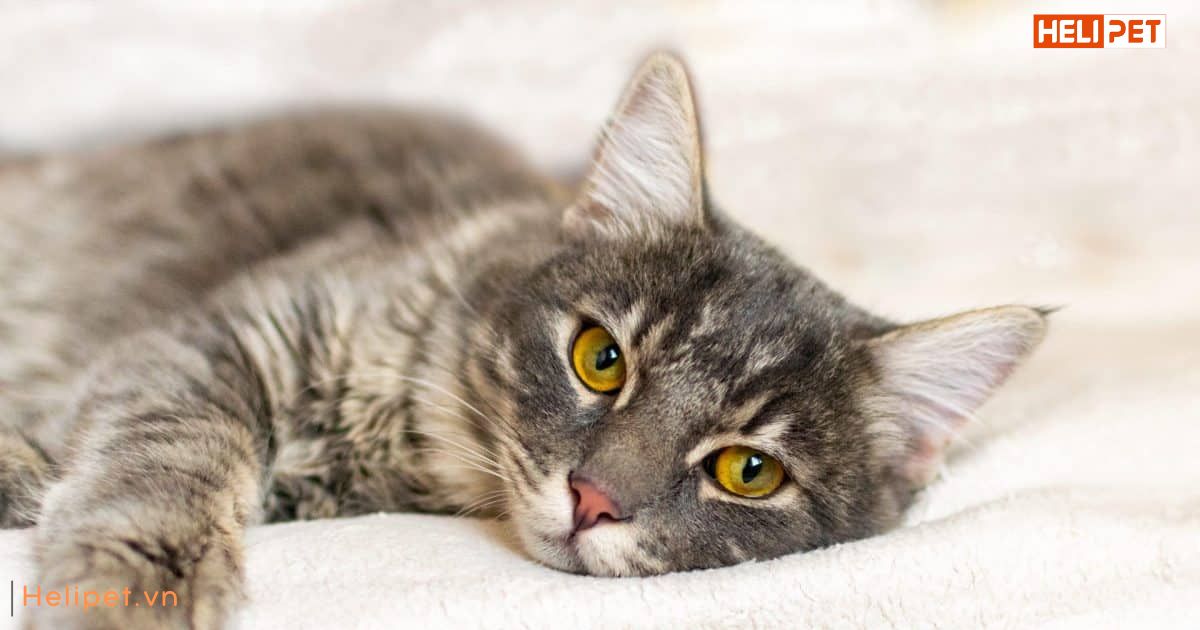 Dấu hiệu mèo bị ốm