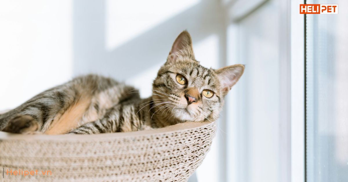 Dấu hiệu mèo bị ốm