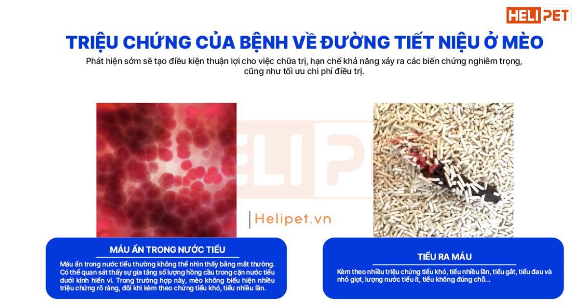 Dấu hiệu mèo bị ốm