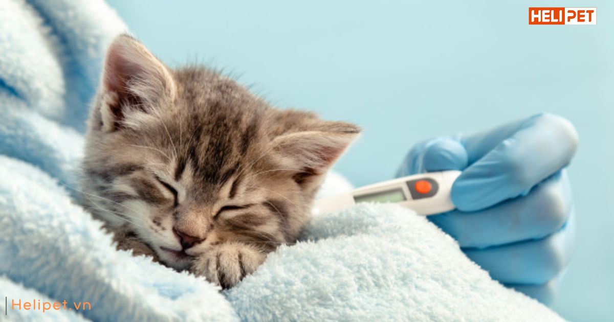 Dấu hiệu mèo bị ốm