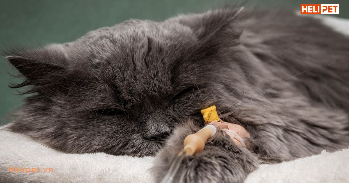 Dấu hiệu mèo bị ốm