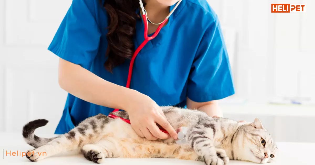 Dấu hiệu mèo bị ốm