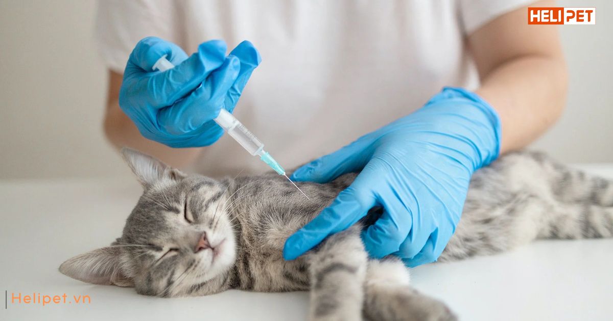 Dấu hiệu mèo bị ốm