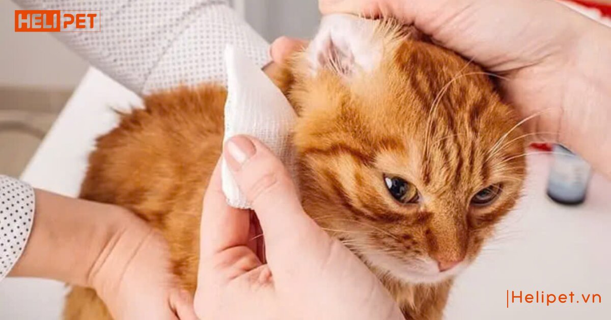 dấu hiệu mèo bị rận