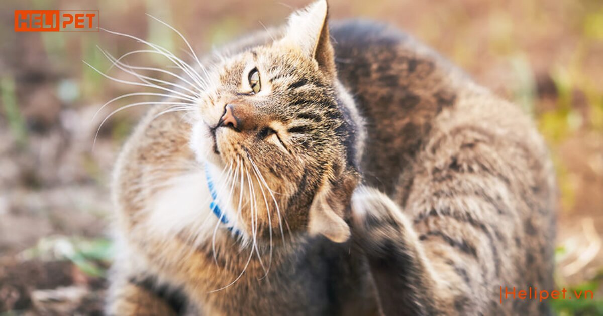 dấu hiệu mèo bị rận