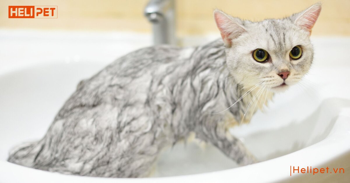 dấu hiệu mèo bị rận