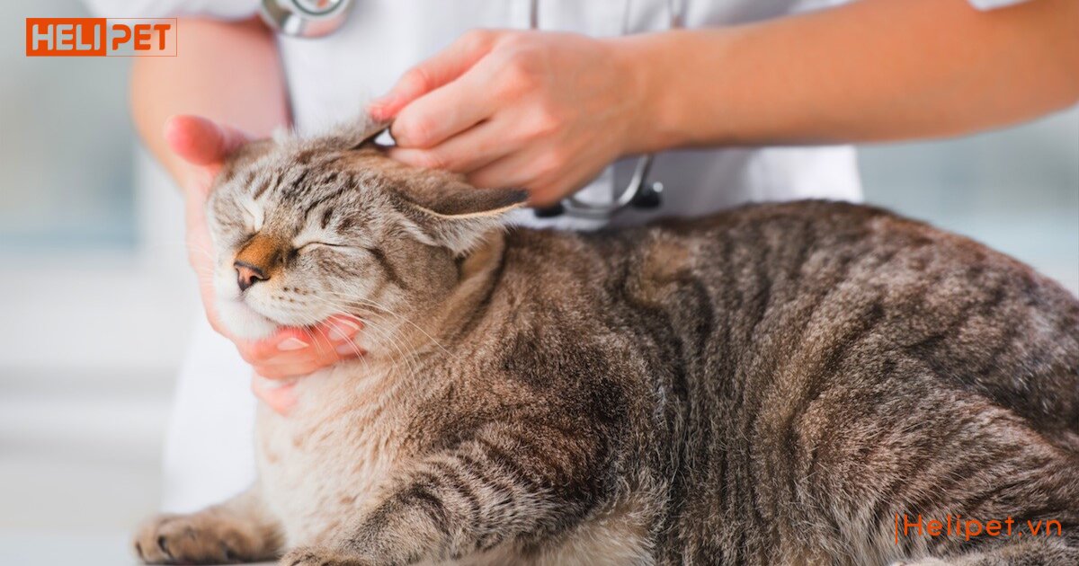 dấu hiệu mèo bị rận