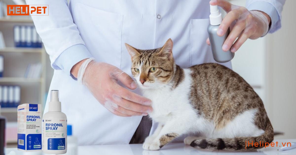 dấu hiệu mèo bị rận