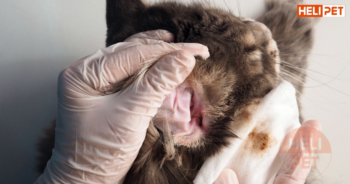 Dấu hiệu mèo bị rận tai