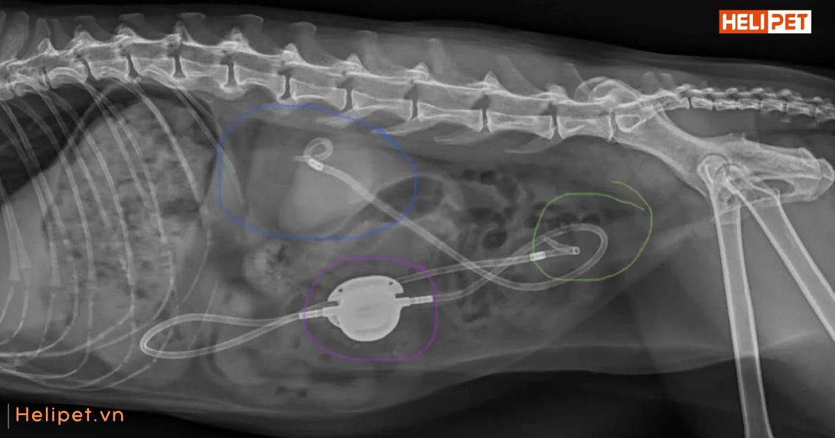 dấu hiệu mèo bị sỏi thận