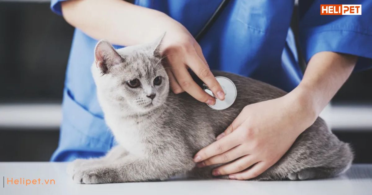 dấu hiệu mèo bị sỏi thận