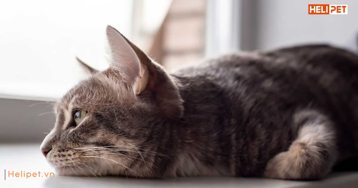 dấu hiệu mèo bị sỏi thận