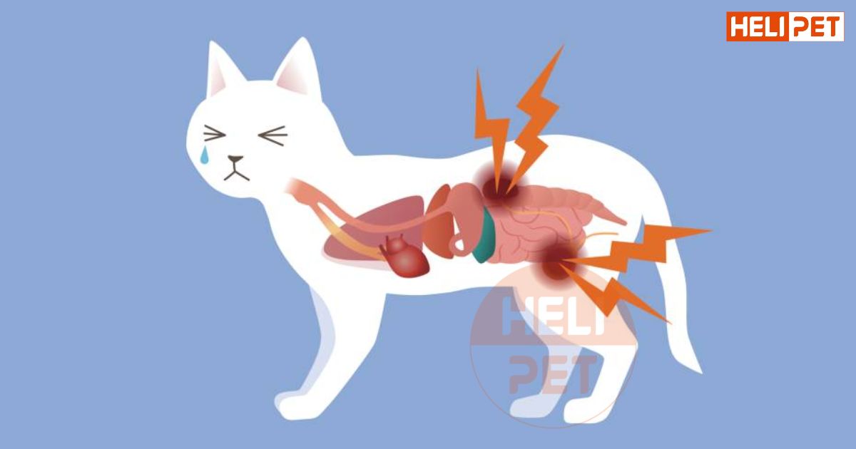 dấu hiệu mèo bị suy thận