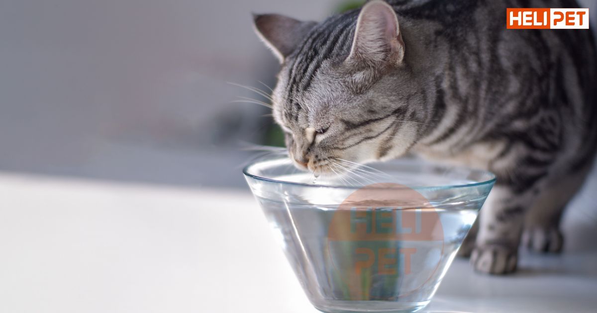 dấu hiệu mèo bị suy thận