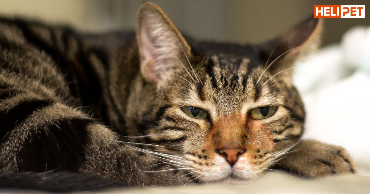 dấu hiệu mèo bị suy thận