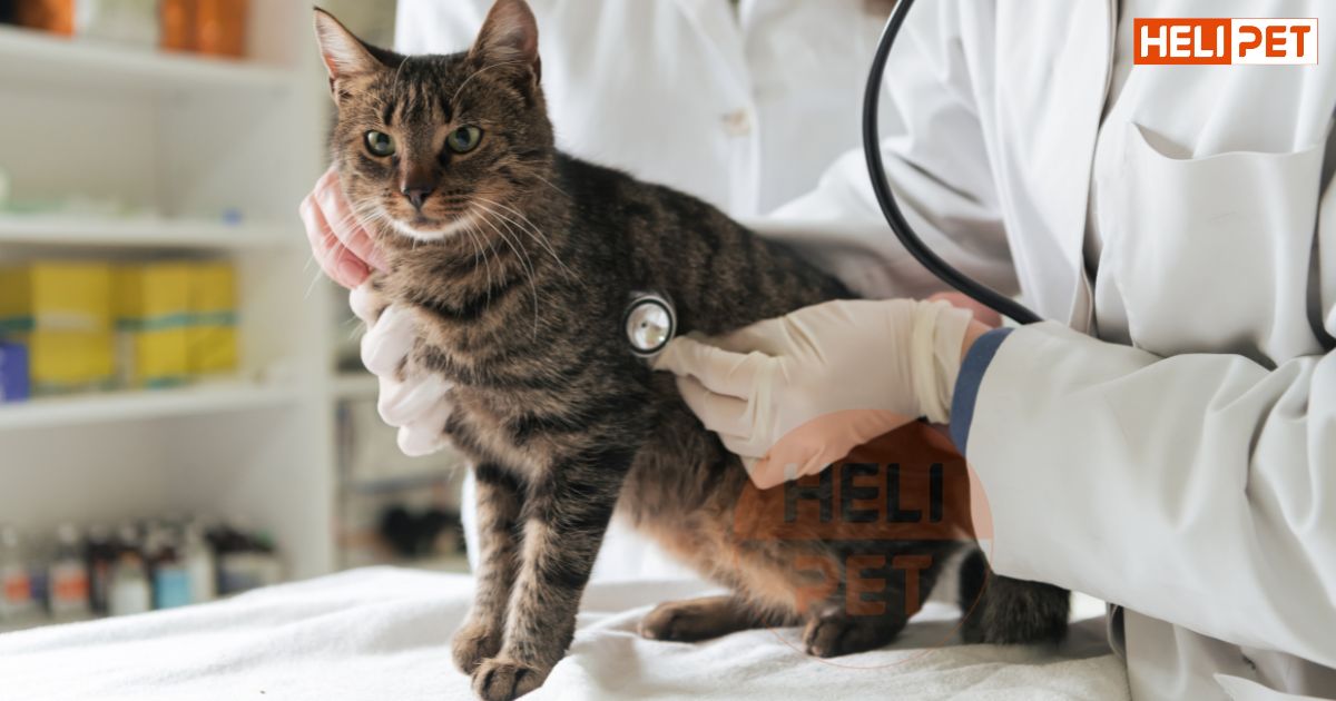 dấu hiệu mèo bị suy thận