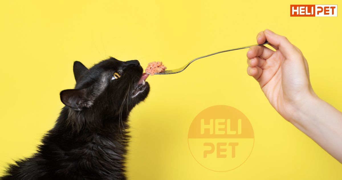 dấu hiệu mèo bị suy thận