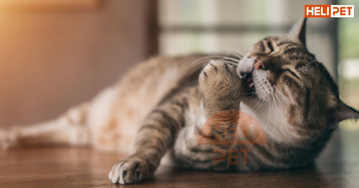 dấu hiệu mèo bị suy thận