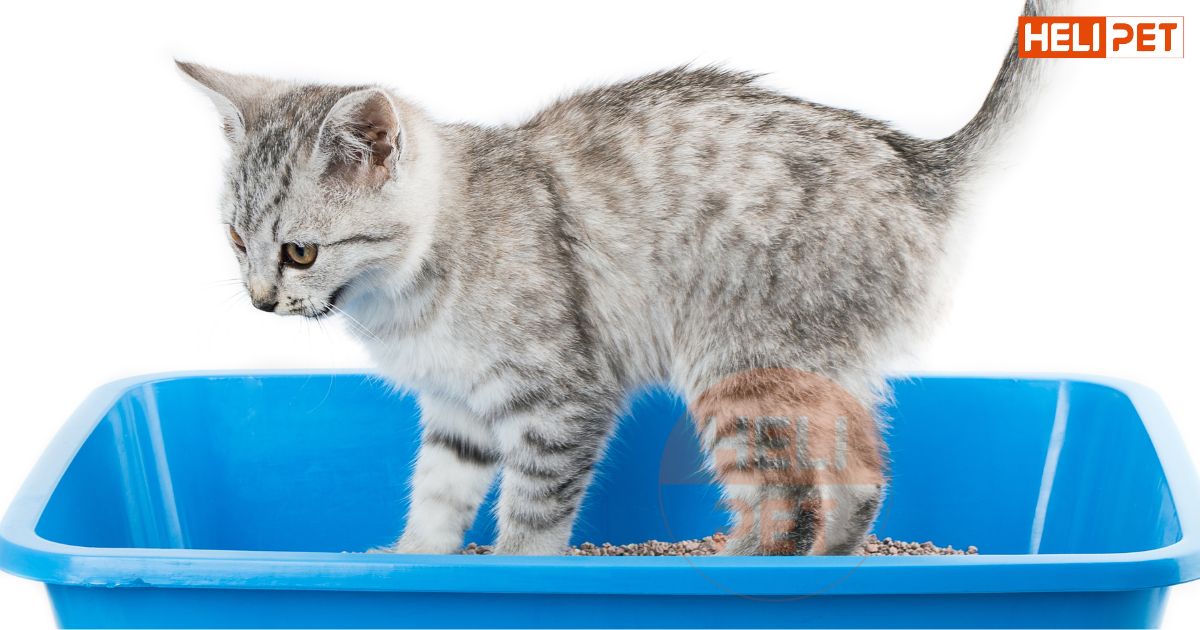 dấu hiệu mèo bị táo bón